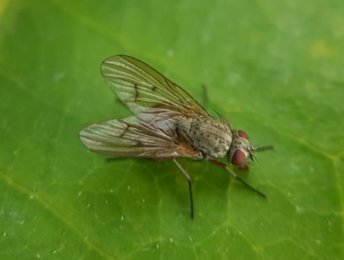 Phaonia angelicae